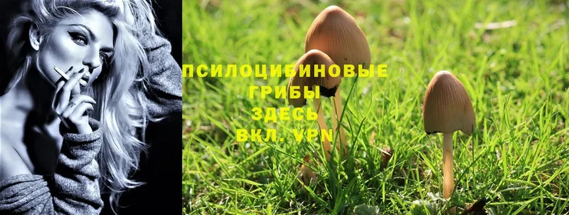 Псилоцибиновые грибы Cubensis  omg зеркало  Тейково 